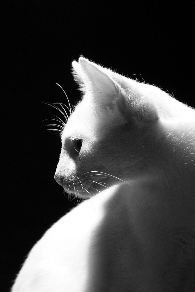 Photo de chat en noir et blanc