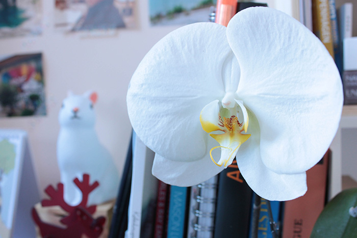 Mini orchidée blanche