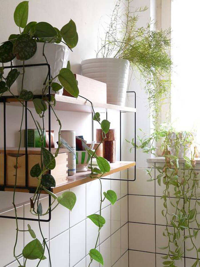 Plantes vertes salle de bain