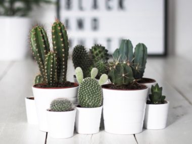S'entourer de belles plantes : les cactus - FrenchyFancy