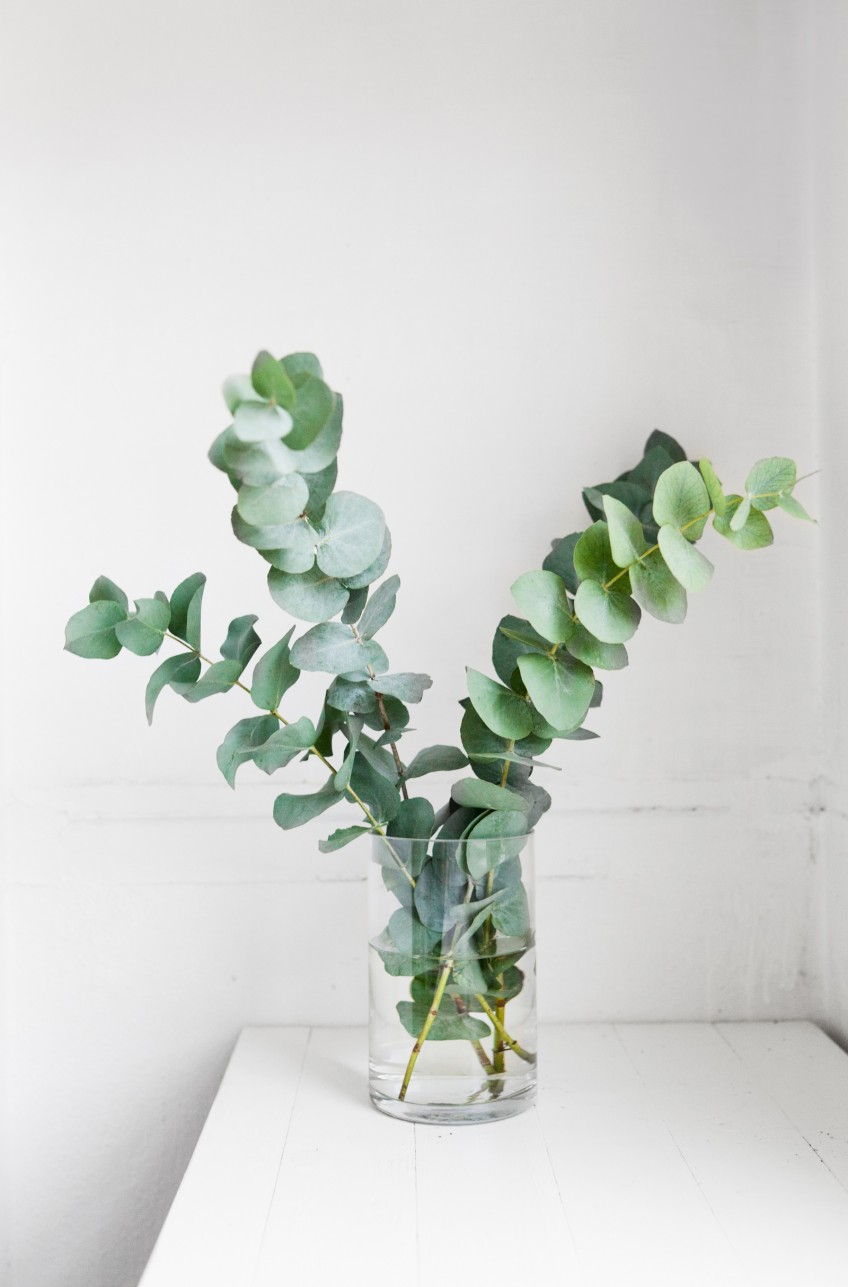 S'entourer de belles plantes : l'Eucalyptus - Frenchy Fancy