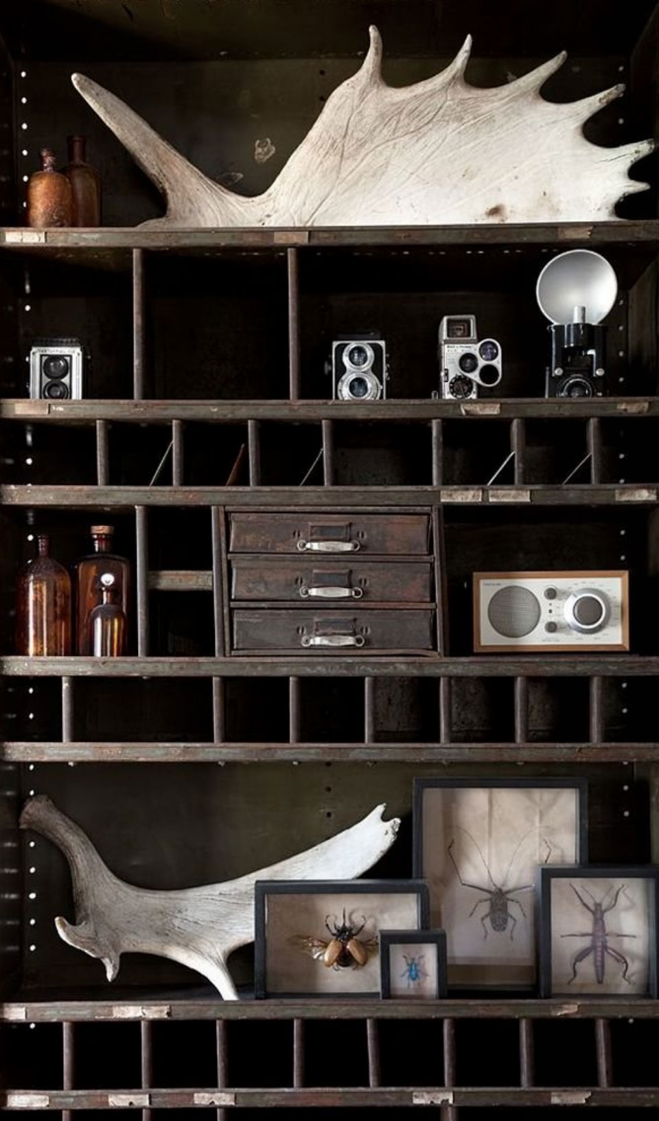 trophée massacre déco chasse cabinet de curiosité 3