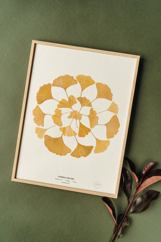 tableaux fleurs séchées Herbarium